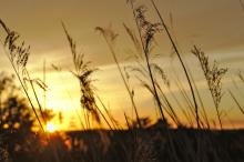 Grass at sunset