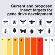 insect targets for gene drives